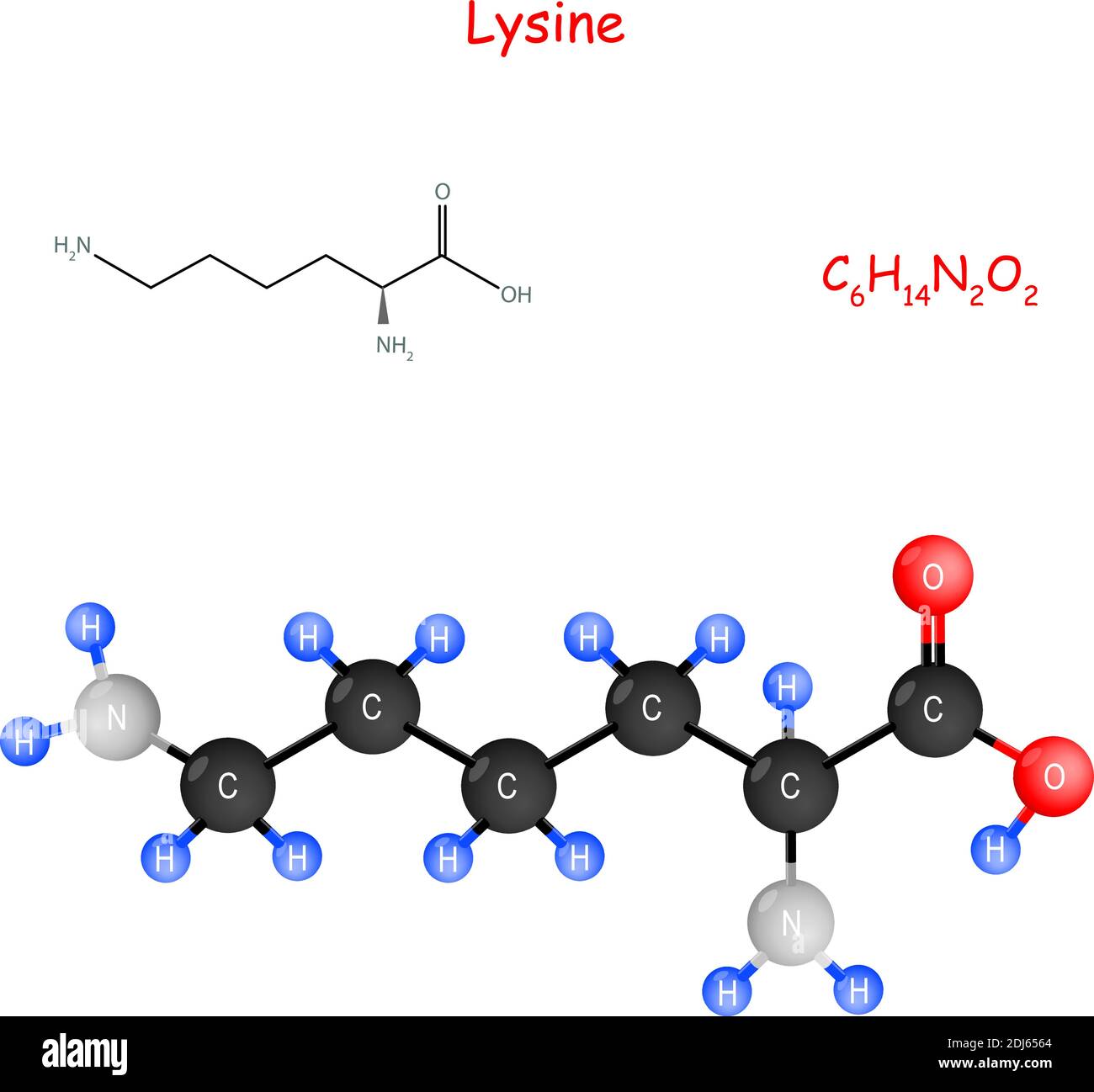 La lisina è un aminoacido essenziale per la biosintesi delle proteine. Formula strutturale chimica e modello di molecola. C6H14N2O2. Illustrazione vettoriale Illustrazione Vettoriale