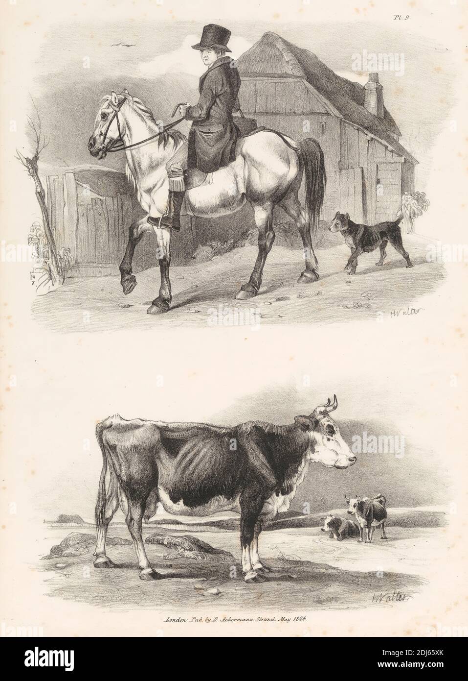 Untitled Images of Livestock, Plate 9, Print Made by Henry Walter, 1786–1849, British, Published by Rudolf Ackermann, 1764–1834, British, 1824, litografia su carta media, leggermente testurizzata, color crema Foto Stock