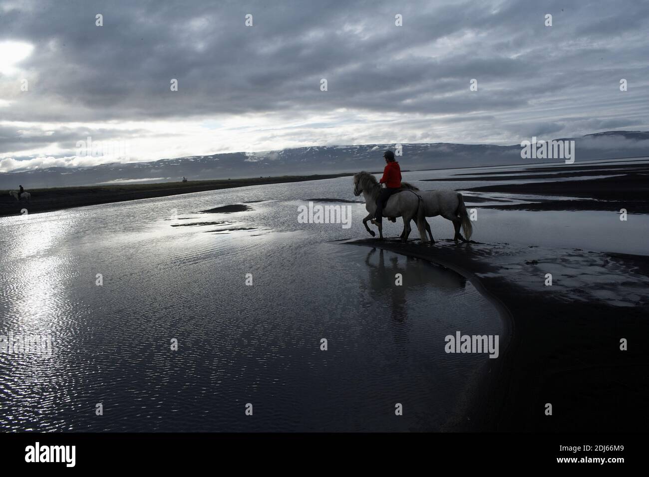 Islanda / Islanda orientale/Husey/ la fattoria offre brevi e lunghe escursioni a cavallo verso le dune e il mare." Foto Stock