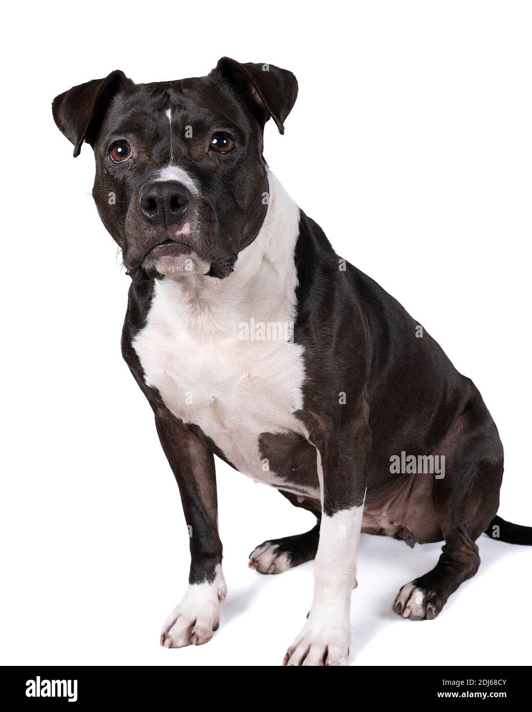 Ritratto di marrone American Staffordshire terrier (amstaff) seduta. American Stafford cane con perfetto corpo muscolare e bella faccia riposo Foto Stock