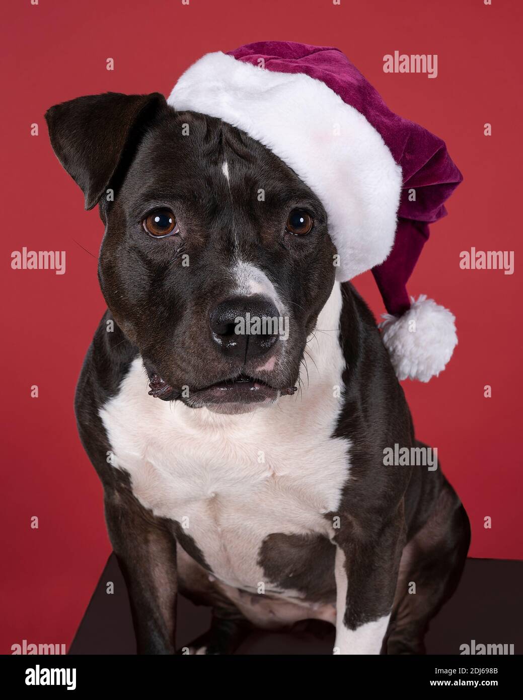 Ritratto di marrone American Staffordshire terrier (amstaff) seduta con un cappello Babbo Natale contro uno sfondo rosso. American Stafford cane con perfetto Foto Stock