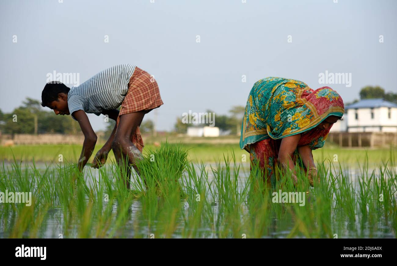 Barpeta, India. 11 dicembre 2020. Coltivatore che pianta riso biologico risone in un campo fangoso risone a Barbeta, India. Foto Stock