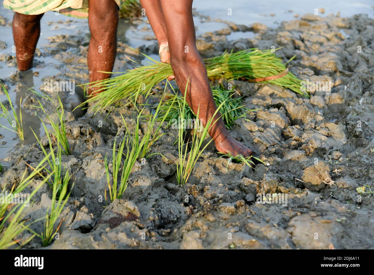 Barpeta, India. 11 dicembre 2020. Coltivatore che pianta riso biologico risone in un campo fangoso risone a Barbeta, India. Foto Stock