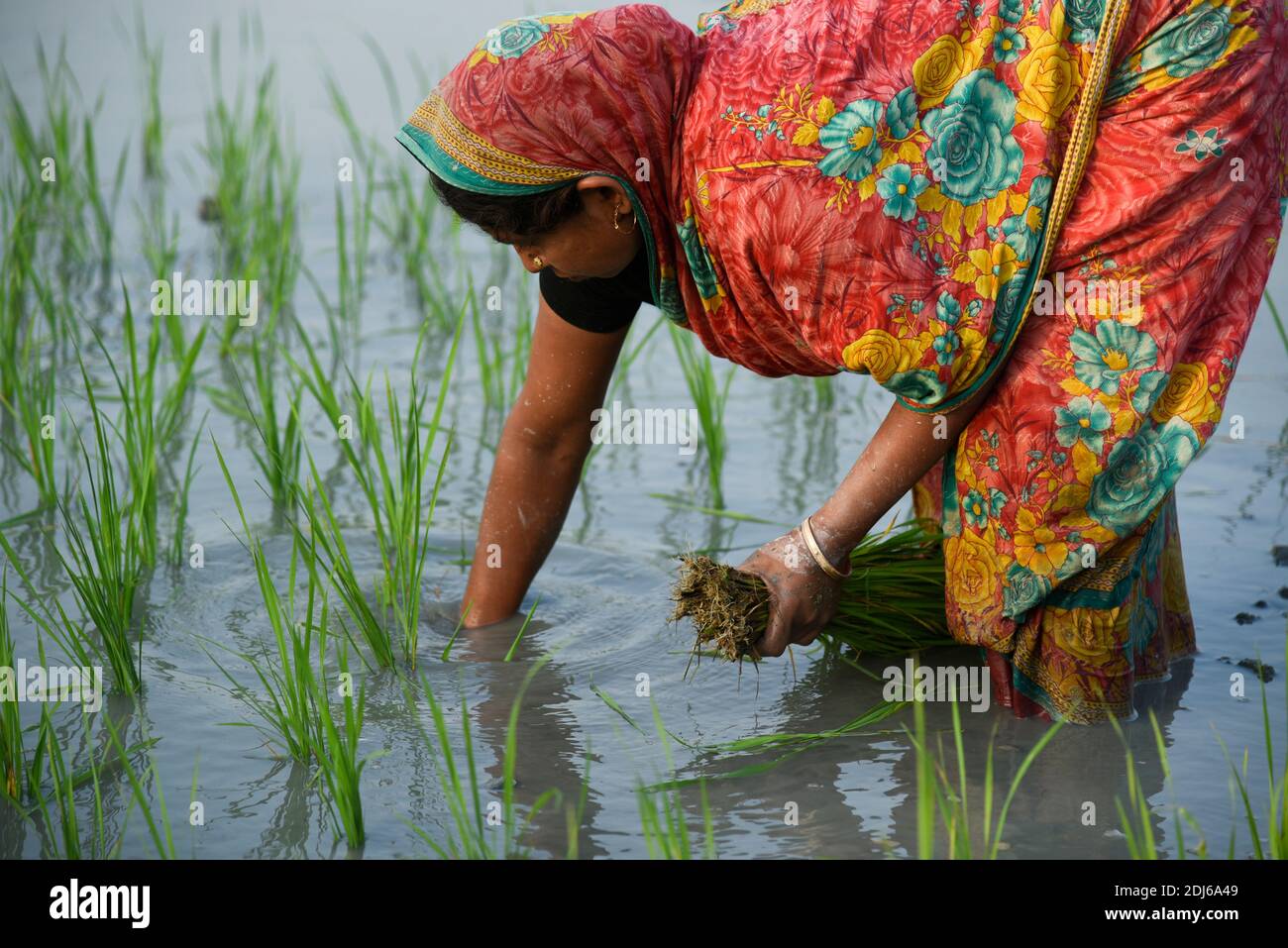 Barpeta, India. 11 dicembre 2020. Coltivatore che pianta riso biologico risone in un campo fangoso risone a Barbeta, India. Foto Stock