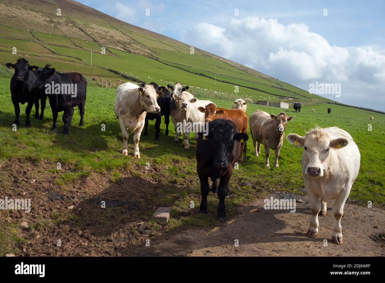 Vacca, a Dunquin, penisola di Dingle, Irlanda, Gran Bretagna / vacche |Kuh, a Dunquin, Halbinsel Dingle, Irlanda, Grossbritannien / Großbritannien, Kuehe, Foto Stock