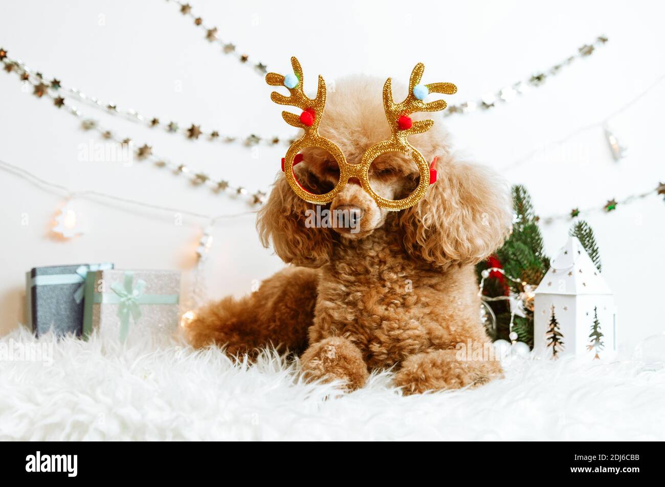 Cane albicocca poodle in decorazioni nuovo anno pronto per Natale festa Foto Stock