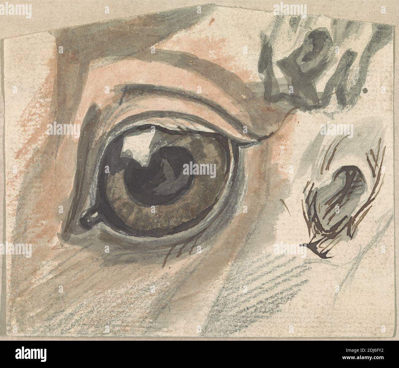 Studi delle caratteristiche facciali di un cavallo, Sawrey Gilpin, 1733–1807, inglese, non satinato, grafite, inchiostro penna e marrone e lavaggio marrone su carta media, leggermente testurizzata, crema posata montata su carta media, testurizzata, marrone wove, foglio: 3 5/8 × 4 1/4 pollici (9.2 × 10.8 cm) e supporto: 5 1/4 × 5 3/4 pollici (13.3 × 14.6 cm), arte animale, occhio, cavallo (animale), studio (lavoro visivo Foto Stock