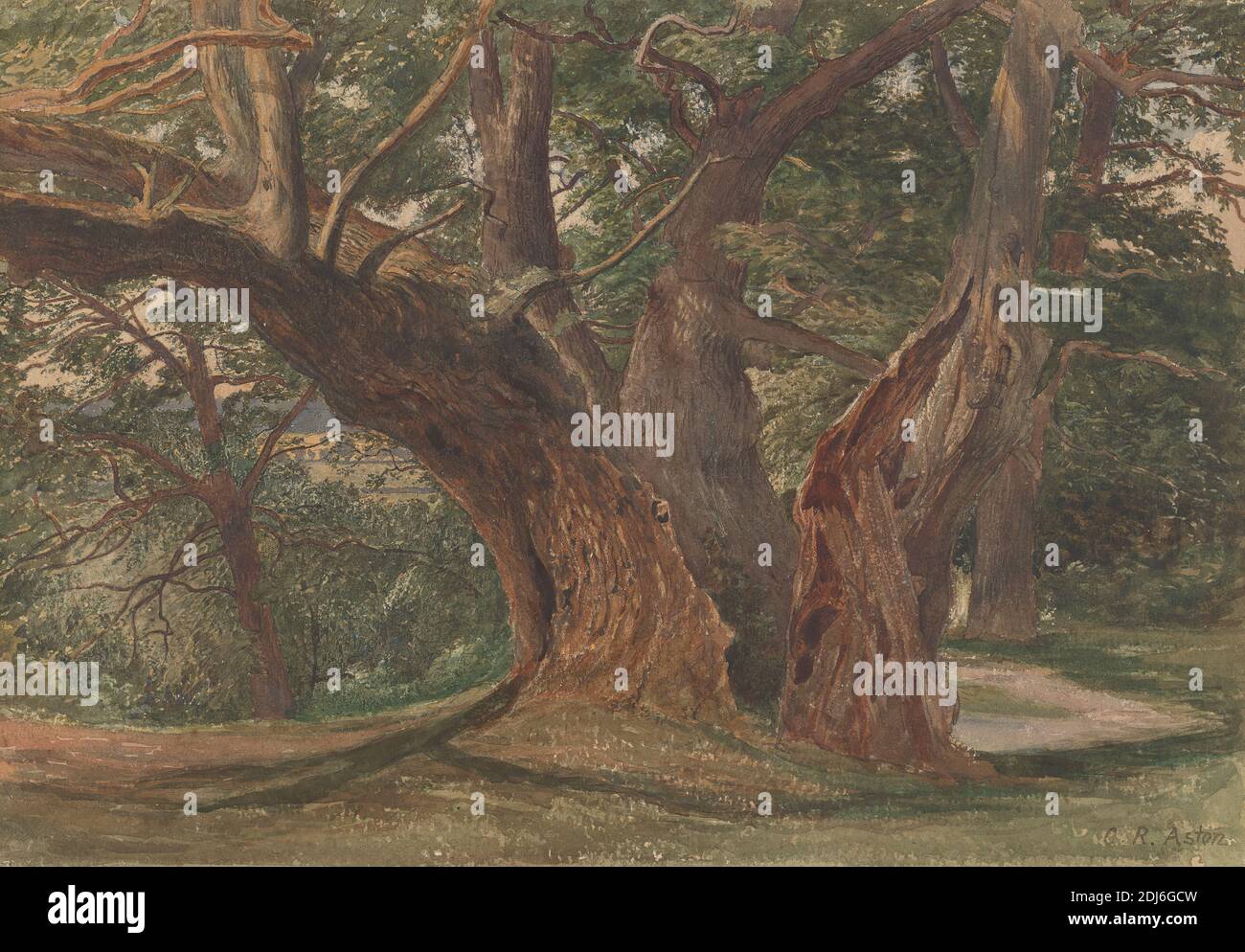 Alberi in un paesaggio, Charles Reginald Aston, 1832–1908, inglese, non satinato, acquerello con raschiatura su carta media, leggermente testurizzata, crema di wove, cornice: 18 1/2 × 25 1/2 × 1 pollici (47 × 64.8 × 2.5 cm) e foglio: 10 × 14 5/8 pollici (25.4 × 37.1 cm), collina, paesaggio, alberi, boschi Foto Stock Alberi in un paesaggio, Charles Reginald Aston, 1832–1908, inglese, non satinato, acquerello con raschiatura su carta media, leggermente testurizzata, crema di wove, cornice: 18 1/2 × 25 1/2 × 1 pollici (47 × 64.8 × 2.5 cm) e foglio: 10 × 14 5/8 pollici (25.4 × 37.1 cm), collina, paesaggio, alberi, boschi Foto Stock