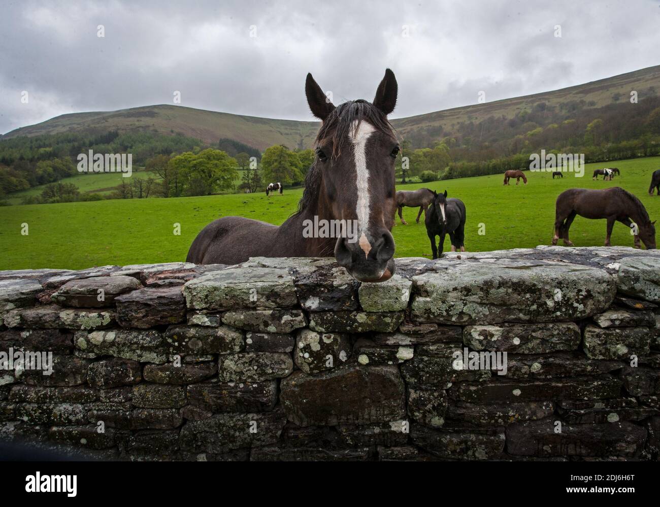 Ritratto di un cavallo che si affaccia su un muro di pietra nella zona delle Black Mountains del Parco Nazionale di Brecon Beacons nel Monmouthshire, Galles del sud-est Foto Stock