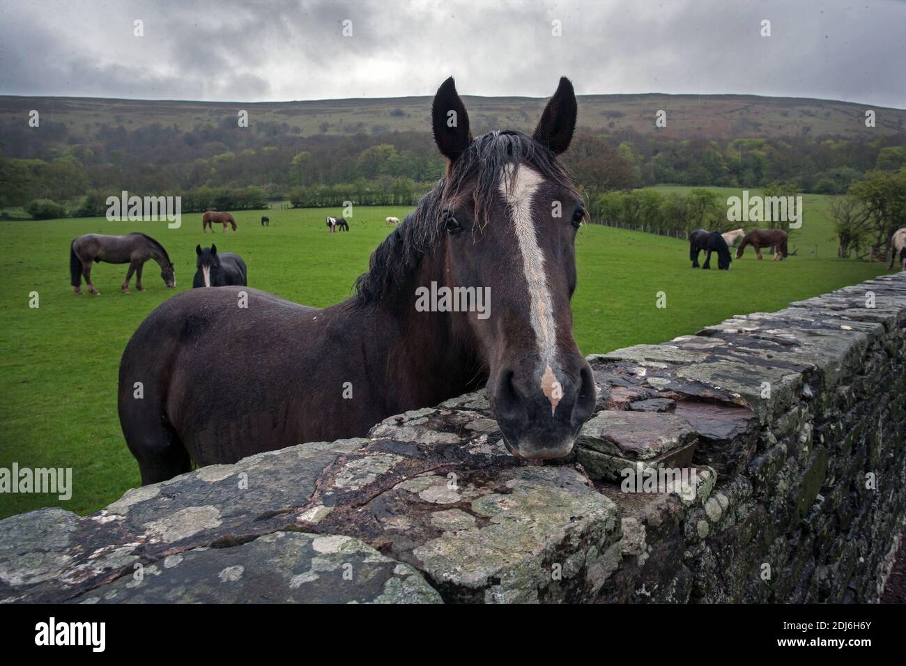 Area delle Black Mountains del Parco Nazionale di Brecon Beacons nel Monmouthshire, Galles del sud-est. Foto Stock