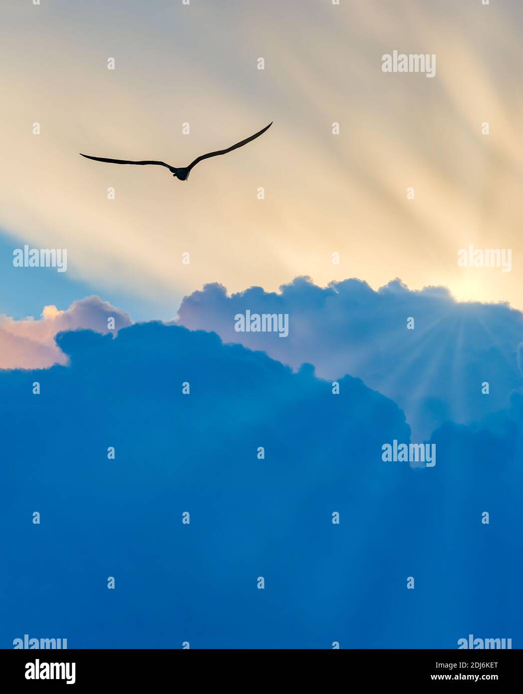 Un'immagine verticale di una silhouette di uccello è alle stelle sopra Le nuvole che si muovono verso i raggi del sole Foto Stock