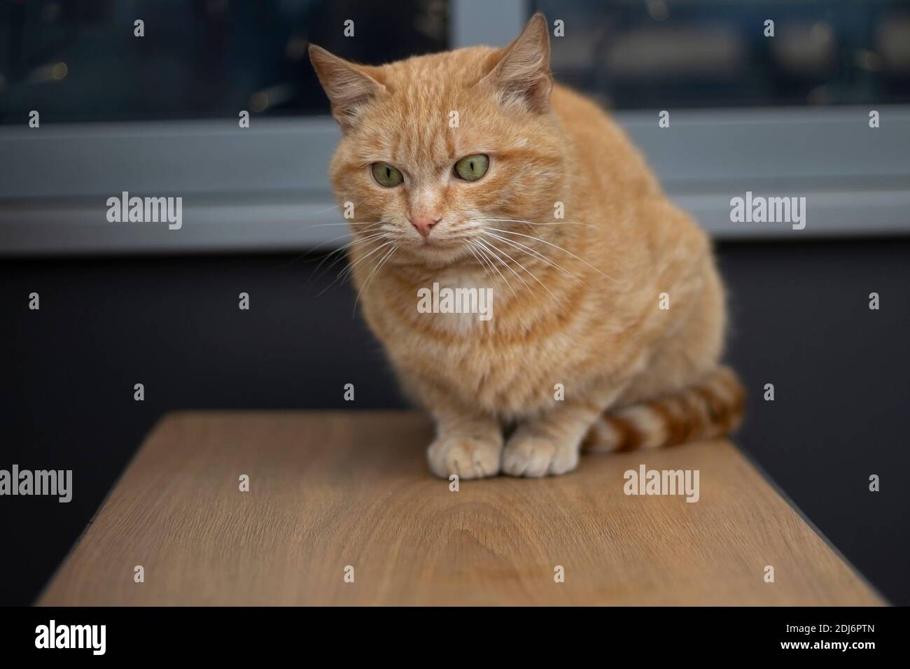 Gatto rosso sulla strada. Il gatto senza casa si siede da solo. Il gatto si riscalda con il proprio calore. Un animale senza rifugio. Foto Stock