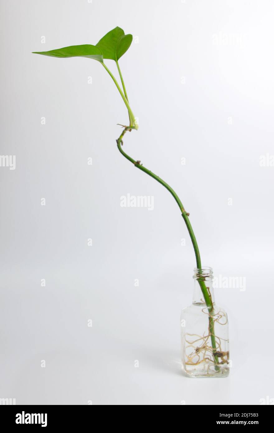 Epipremnum aureum / Devils Ivy / Pothos casa pianta crescente in acqua Foto Stock