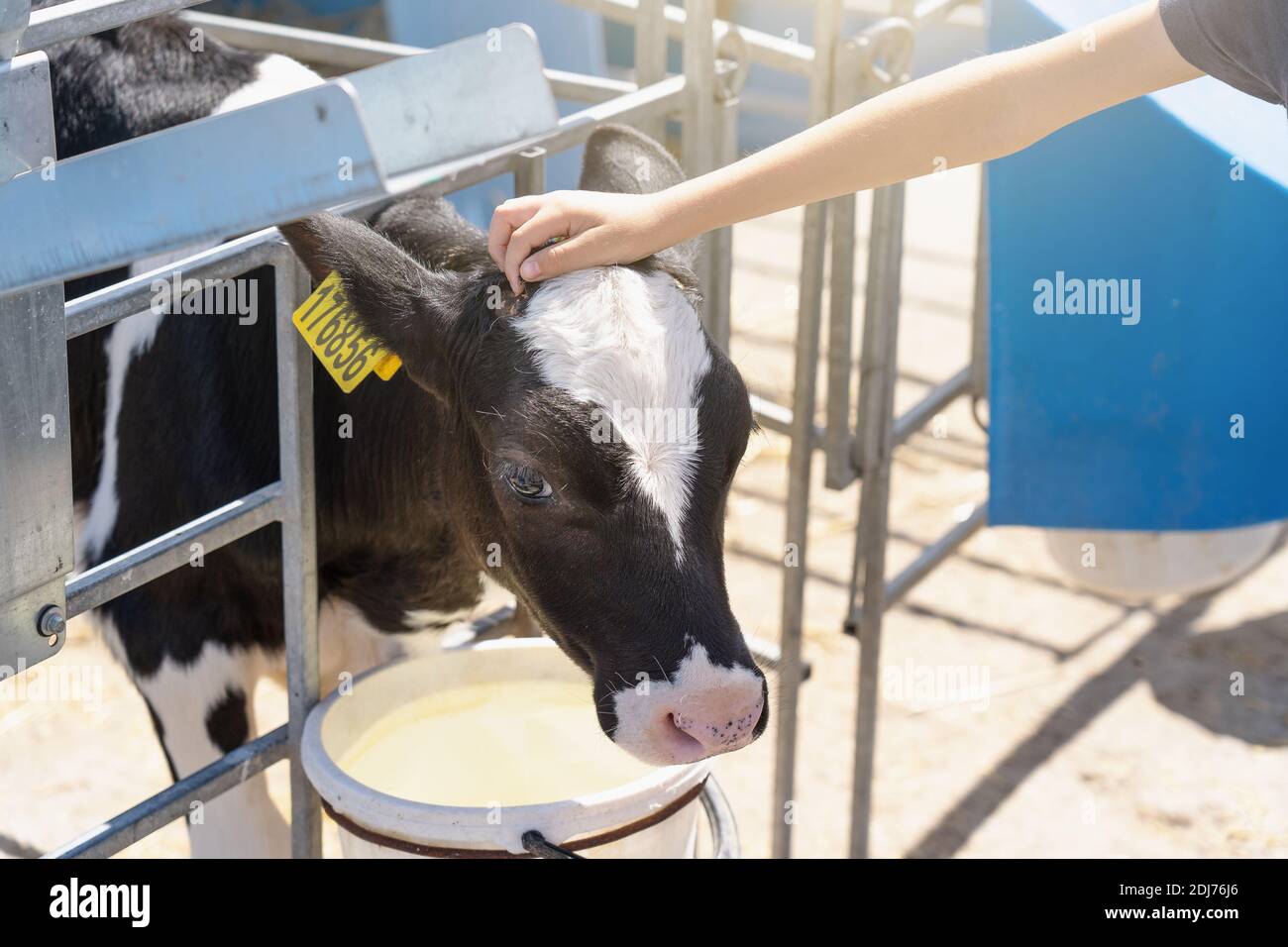 La mano del ragazzo piccolo tocca la testa carina giovane del vitello sulla fattoria casearia. Foto Stock