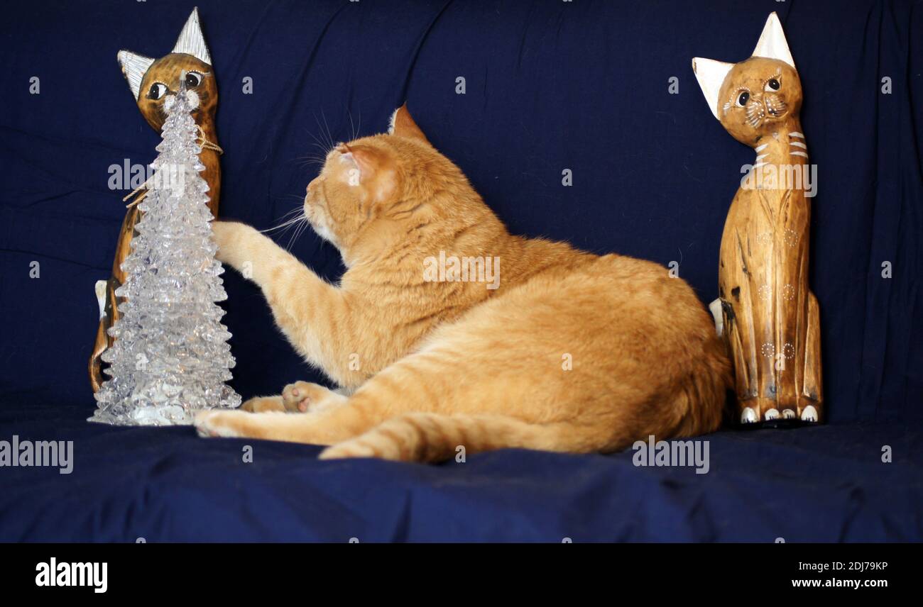 ''sei un vero gatto o no? Foto Stock