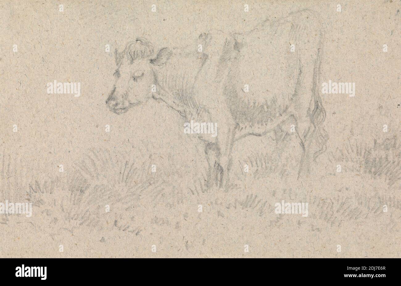 A Cow, John Crome, 1768–1821, inglese, non satinato, grafite media, leggermente testurizzata, carta beige, foglio: 4 1/8 x 6 3/8in. (10.5 x 16,2 cm), arte animale, mucca, erba, pascolo Foto Stock