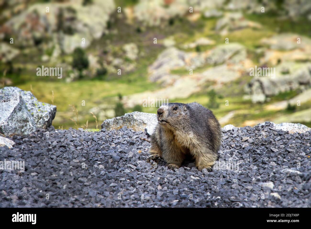 Marmotta alpina a corpo pieno su un pavimento in ghiaia, con un paesaggio montano di erba verde e rocce Foto Stock