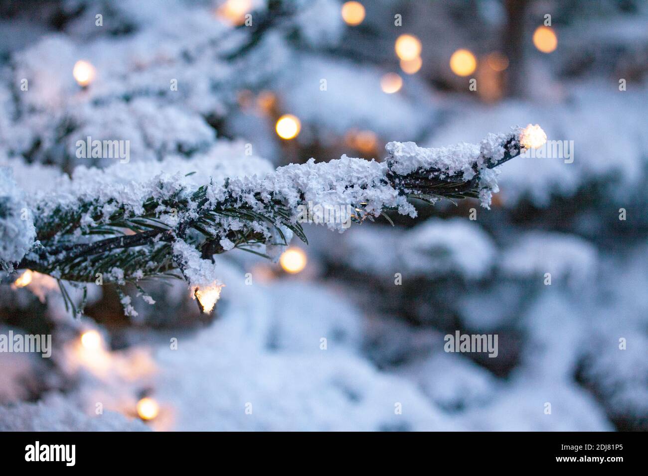 Ramificazione di pino verde abete coperto gelo in tempo nevoso. Bokeh luce e neve come sfondo di Natale. Primo piano con messa a fuoco selettiva e poco profonda Foto Stock