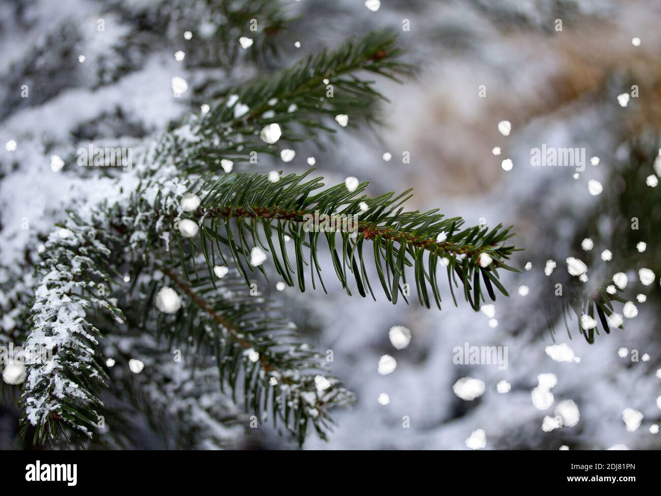 Ramificazione di pino verde abete coperto gelo in tempo nevoso. Neve o sfondo di Natale. Primo piano con messa a fuoco selettiva e profondità di campo poco profonda. Foto Stock