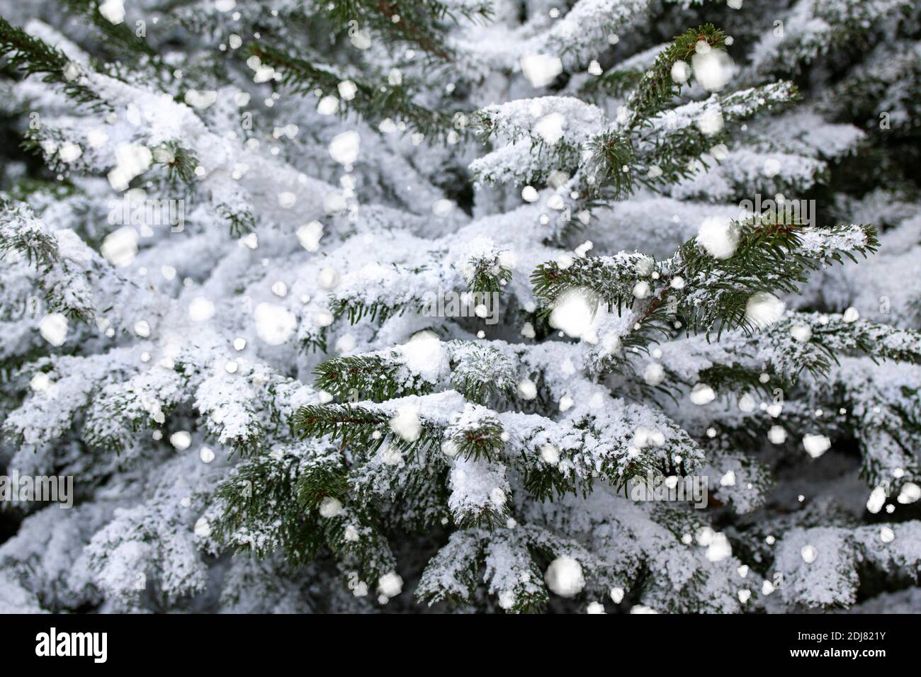 Rami di pino verde abete coperto gelo in tempo nevoso. Neve o sfondo di Natale. Foto Stock
