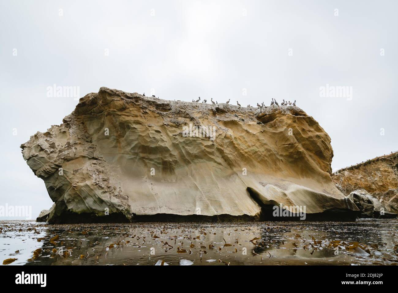 Scogliera rocciosa e gregge di uccelli, Moody Seascape, costa della California Foto Stock