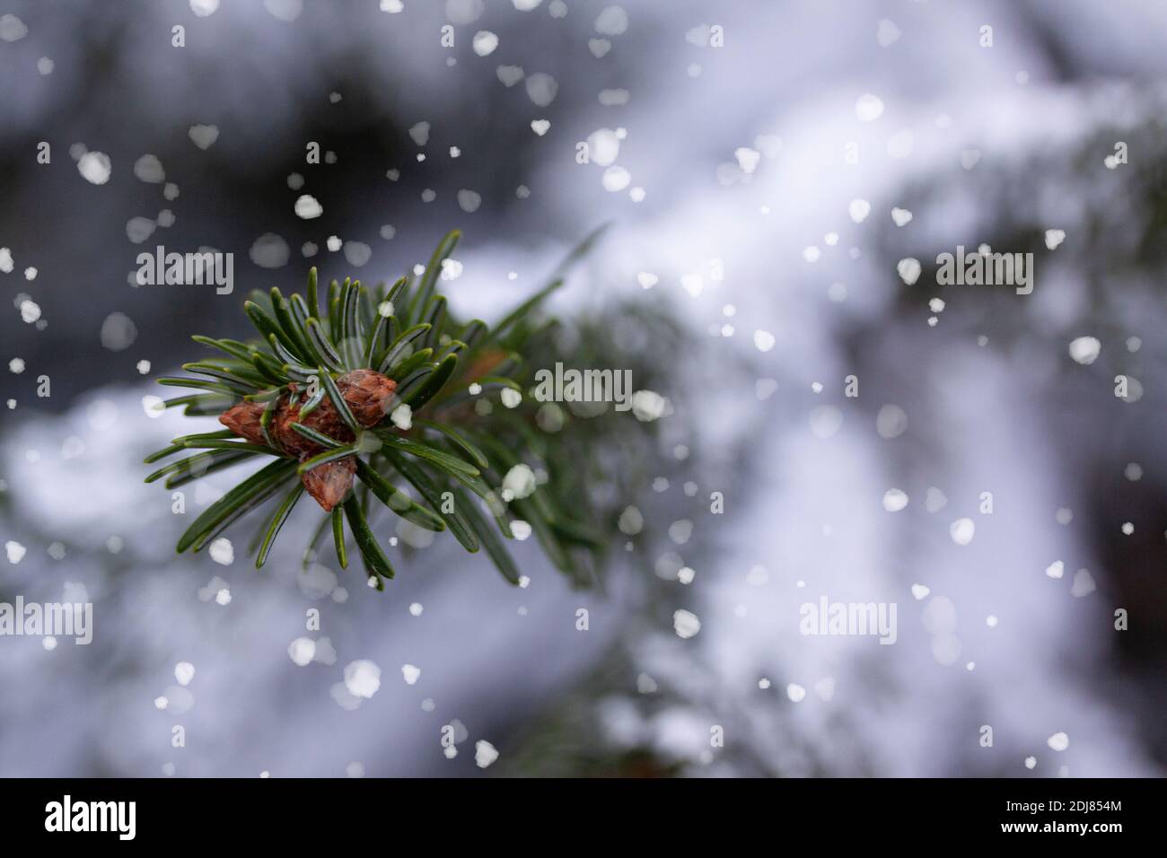 Ramo di pino verde con piccoli coni ricoperti di gelo in tempo nevoso. Neve o sfondo di Natale. Primo piano con messa a fuoco selettiva e poco profonda Foto Stock