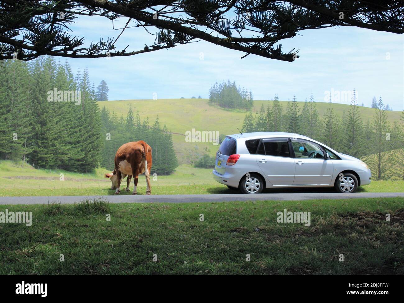 Isola Norfolk. Mucca aperta-pascolo accanto a auto parcheggiata, nella zona del Patrimonio Mondiale, Kingston. Endemico Norfolk Island Pines in background. Foto Stock