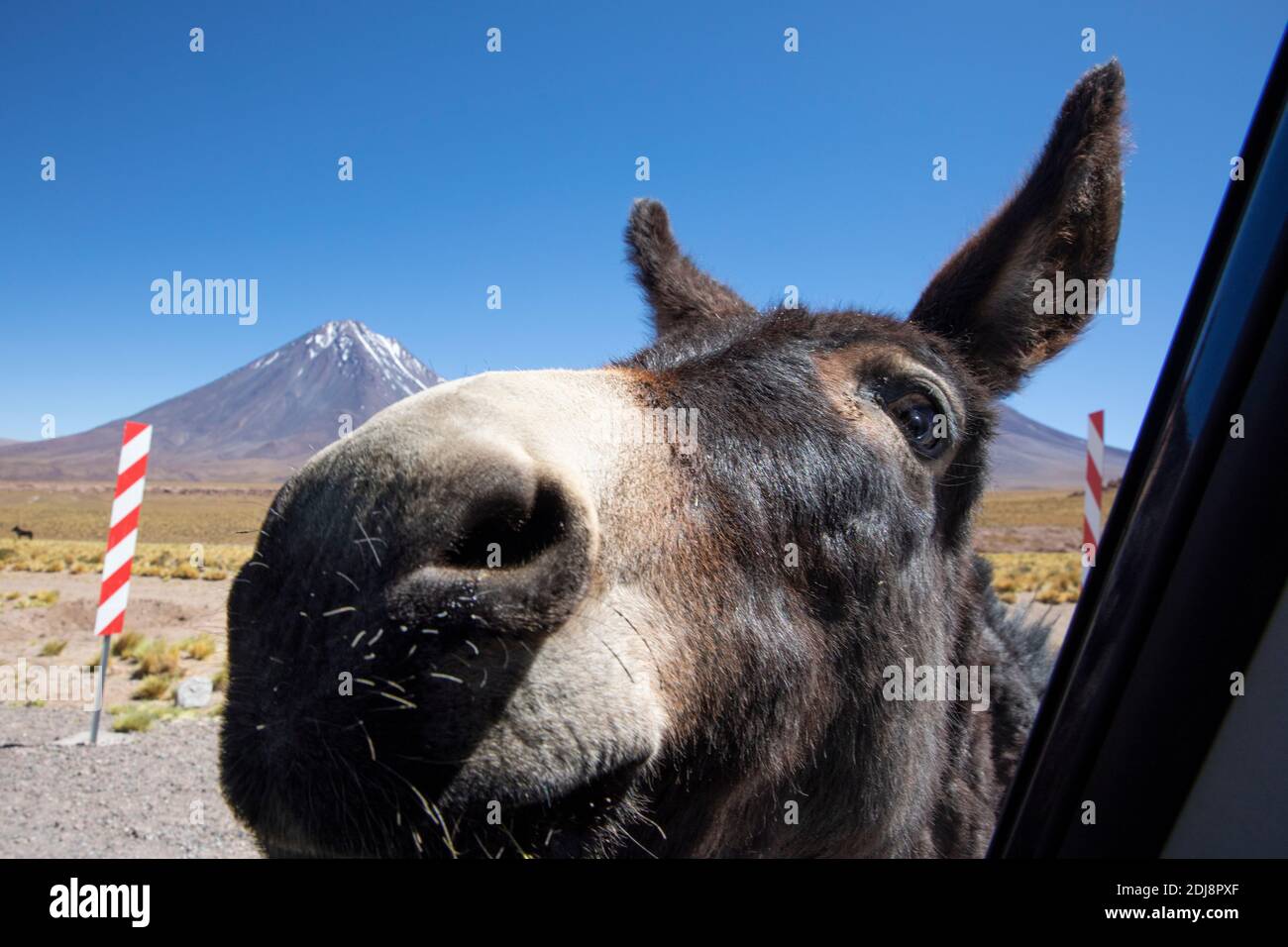 Burro selvaggio, Equus africanus asinus di fronte allo stratovulcano Licancabur, zona vulcanica centrale andina, Cile. Foto Stock