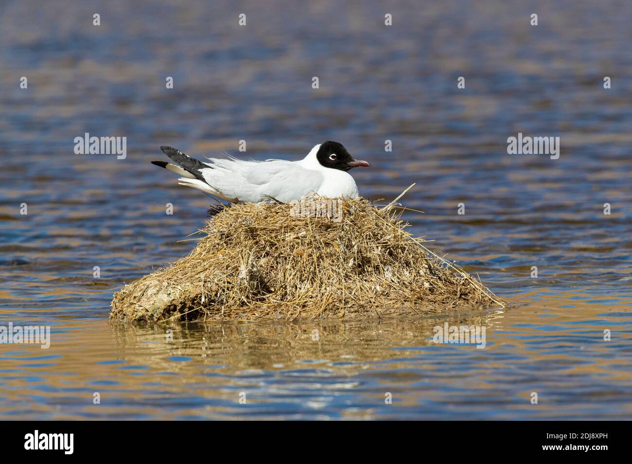 Un gabbiano andino adulto, il Chromicocephalus serranus, sul suo nido in una laguna, zona vulcanica centrale andina, Cile. Foto Stock