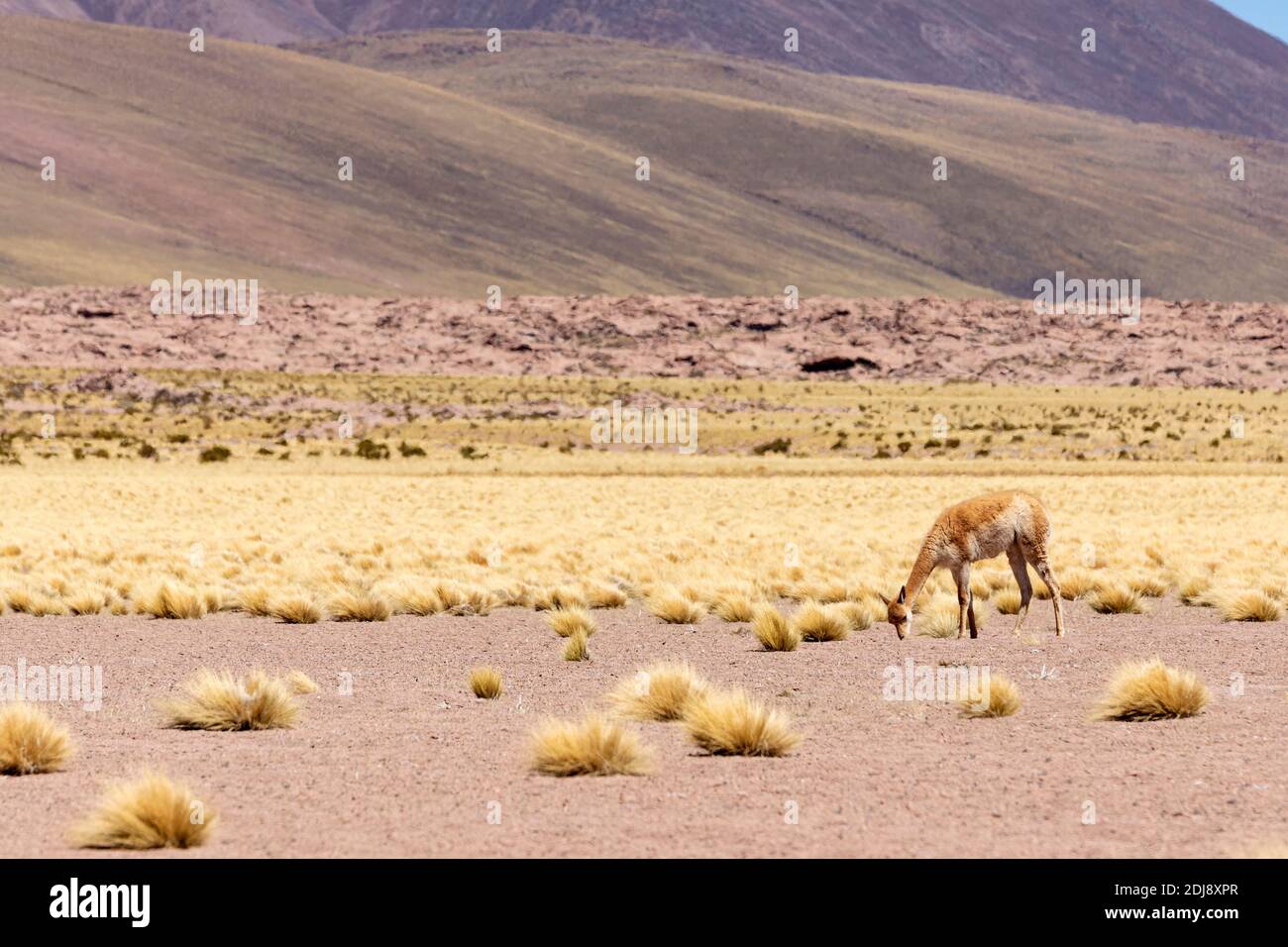 Adult vicuña, Vicugna vicugna, nella zona vulcanica centrale andina, regione Antofagasta, Cile. Foto Stock