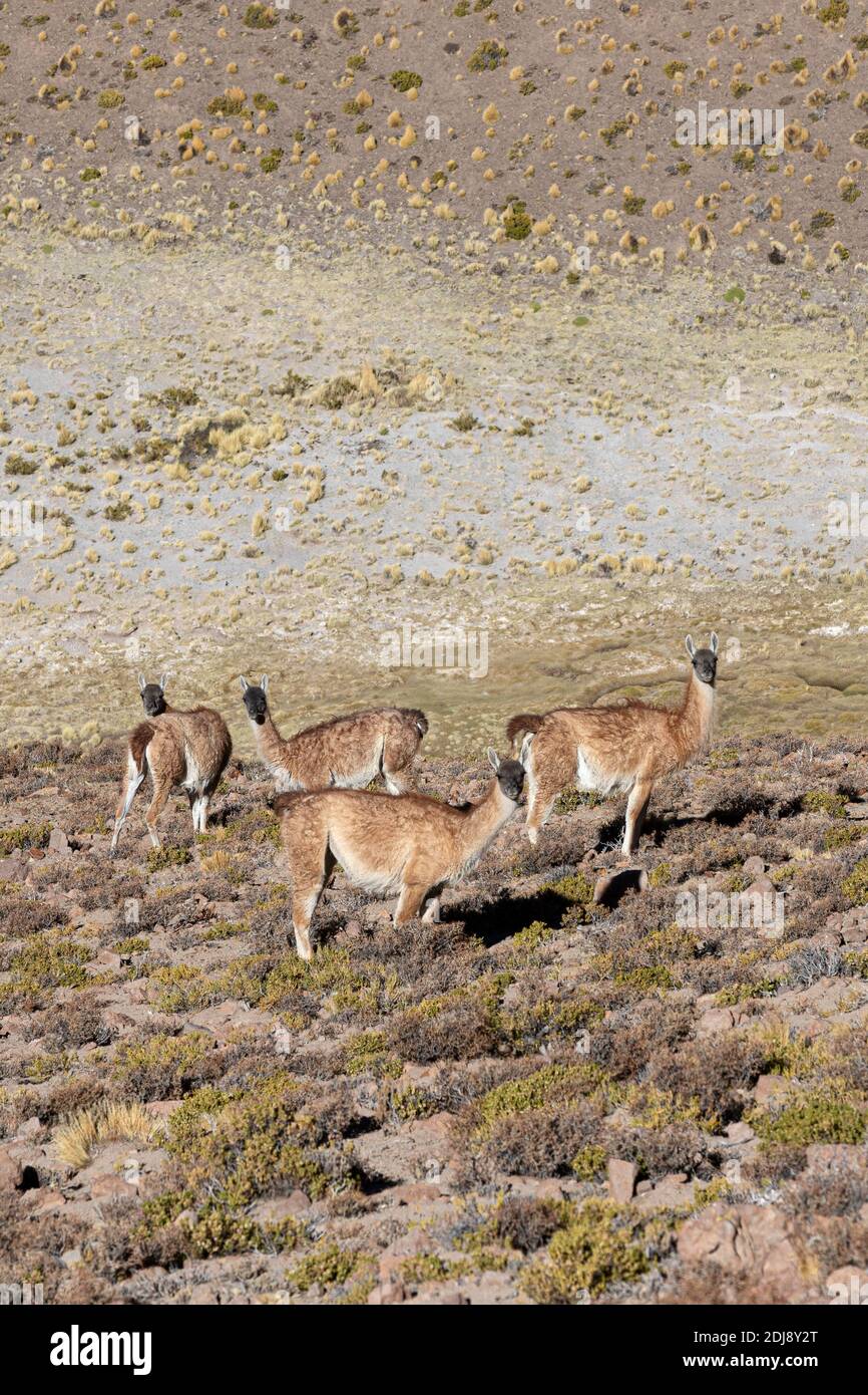 Adult vicuñas, Vicugna vicugna, nella zona vulcanica centrale andina, regione Antofagasta, Cile. Foto Stock