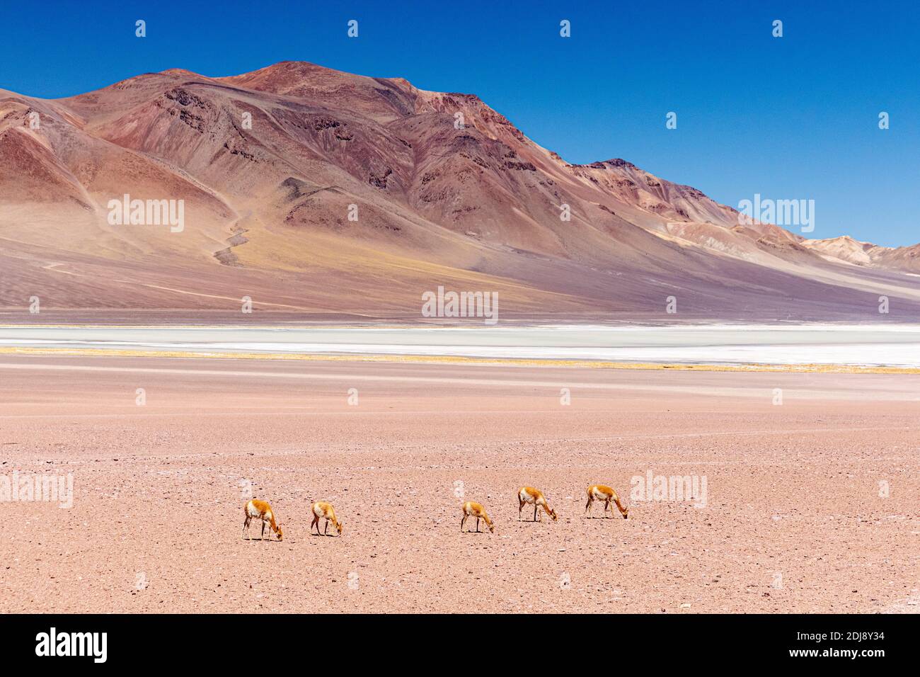 Adult vicuñas, Vicugna vicugna, nella zona vulcanica centrale andina, regione Antofagasta, Cile. Foto Stock