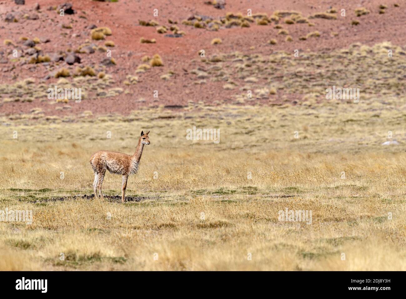 Adult vicuña, Vicugna vicugna, nella zona vulcanica centrale andina, regione Antofagasta, Cile. Foto Stock