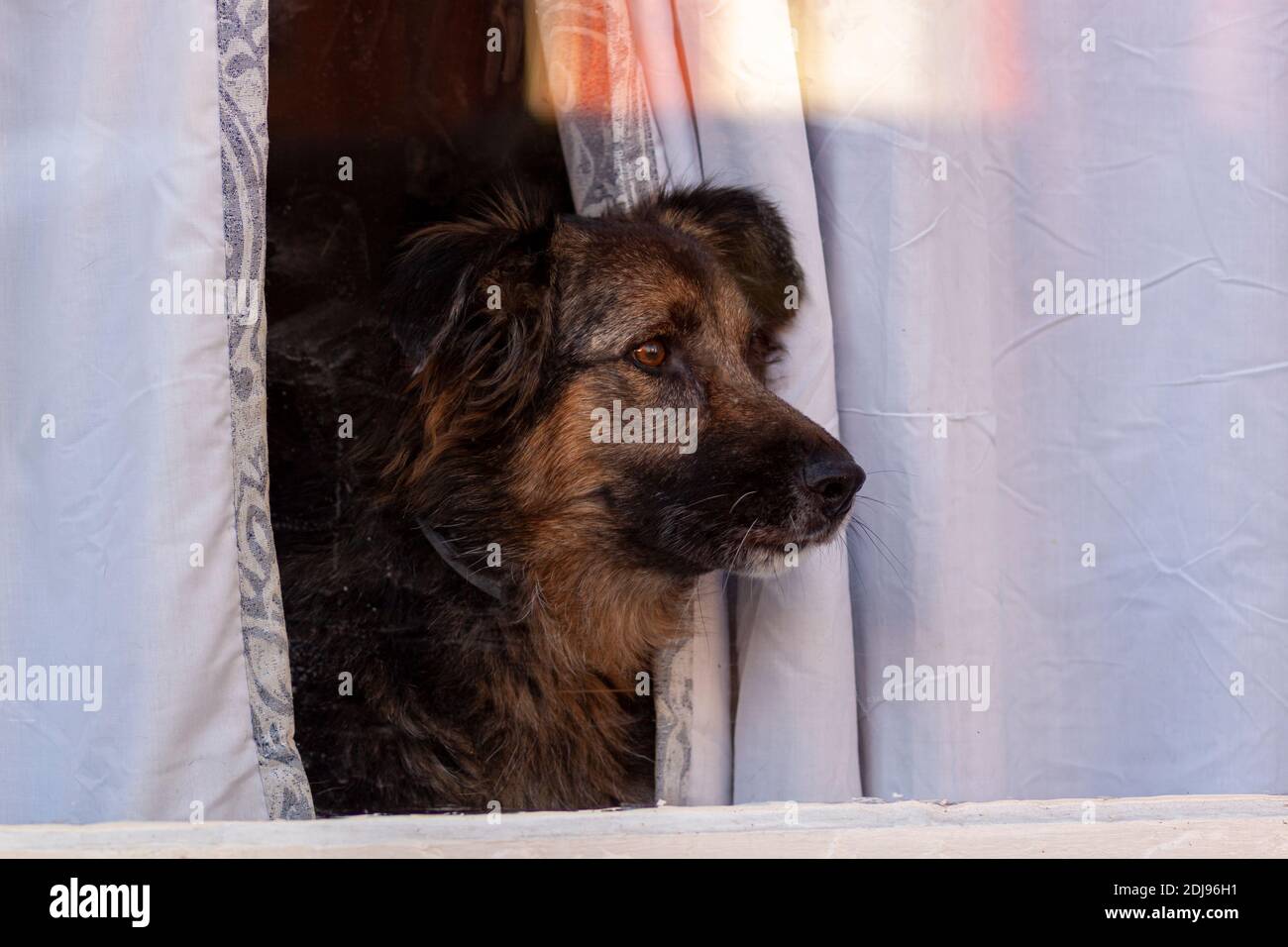 Un cane da famiglia si sente triste e solo essere solo a casa. Il cane si affaccia dalla finestra di vetro del suo appartamento in città attraverso la tenda Foto Stock