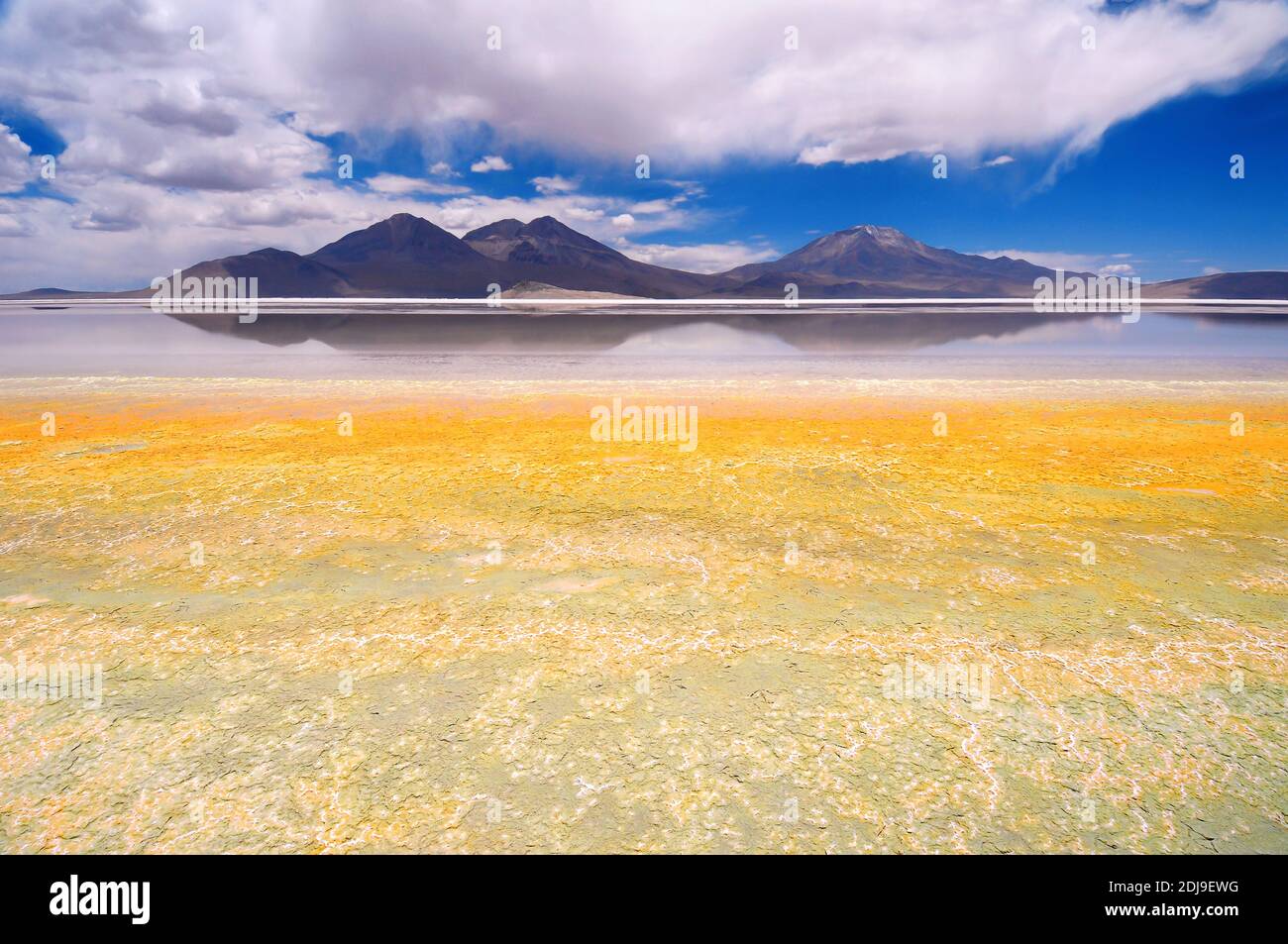 Salar de Surire si trova nella regione di Arica y Parinacota In Cile Foto Stock