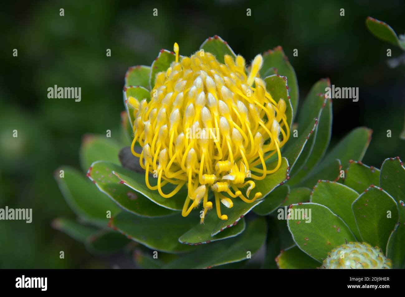 Protea, Nationalblume, Kap der Guten Hoffnung, Cape Hope, Western Cape, Suedafrika, (Protea Cynaroides), Foto Stock