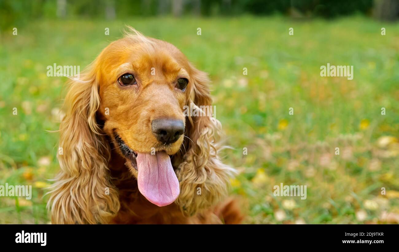 Cane Con Le Orecchie Lunghe Immagini E Fotos Stock Alamy