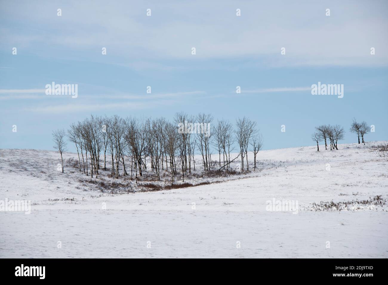 Paesaggio invernale di pascoli in Alberta, Canada Foto Stock