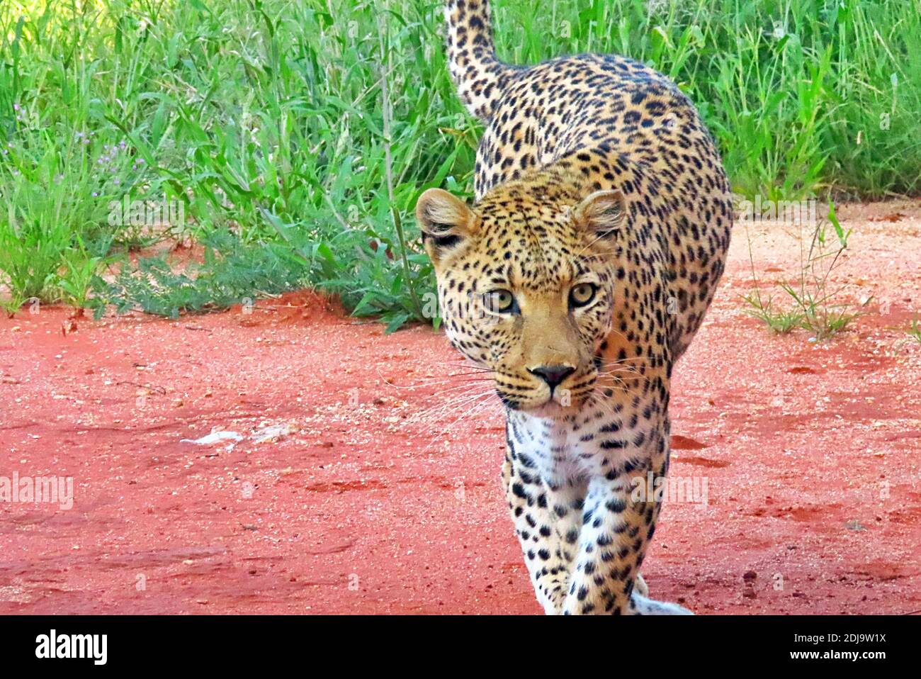 Un leopardo africano (Panthera pardus) che si agguantava nell'erba durante la stagione umida la sera presso la riserva Africat di Okonjima, Erongo, Namibia Foto Stock