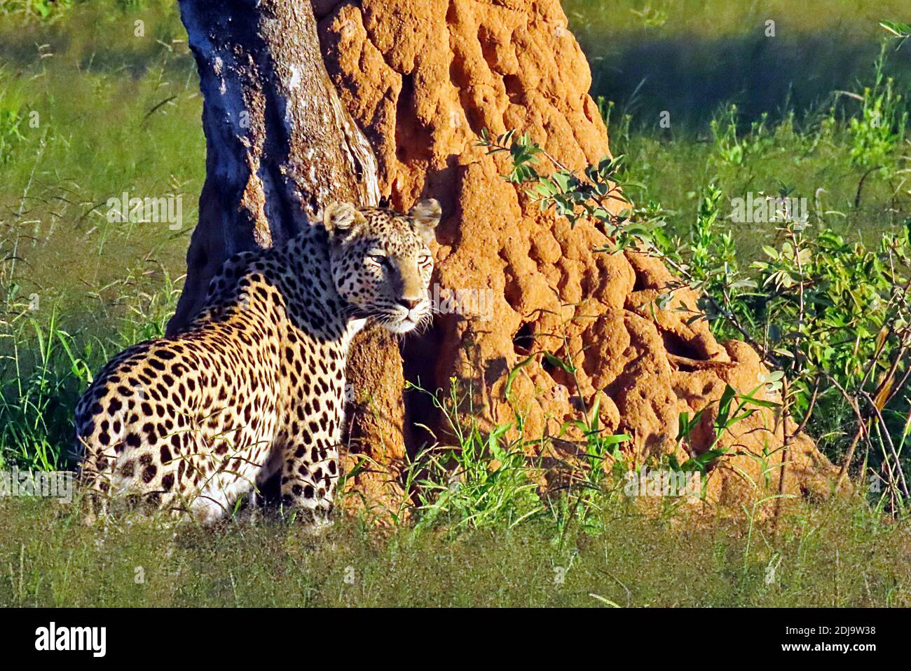 Un leopardo africano (Panthera pardus) da un tumulo di termiti durante la stagione umida in serata presso la Riserva Africat a Okonjima, Erongo, Namibia Foto Stock