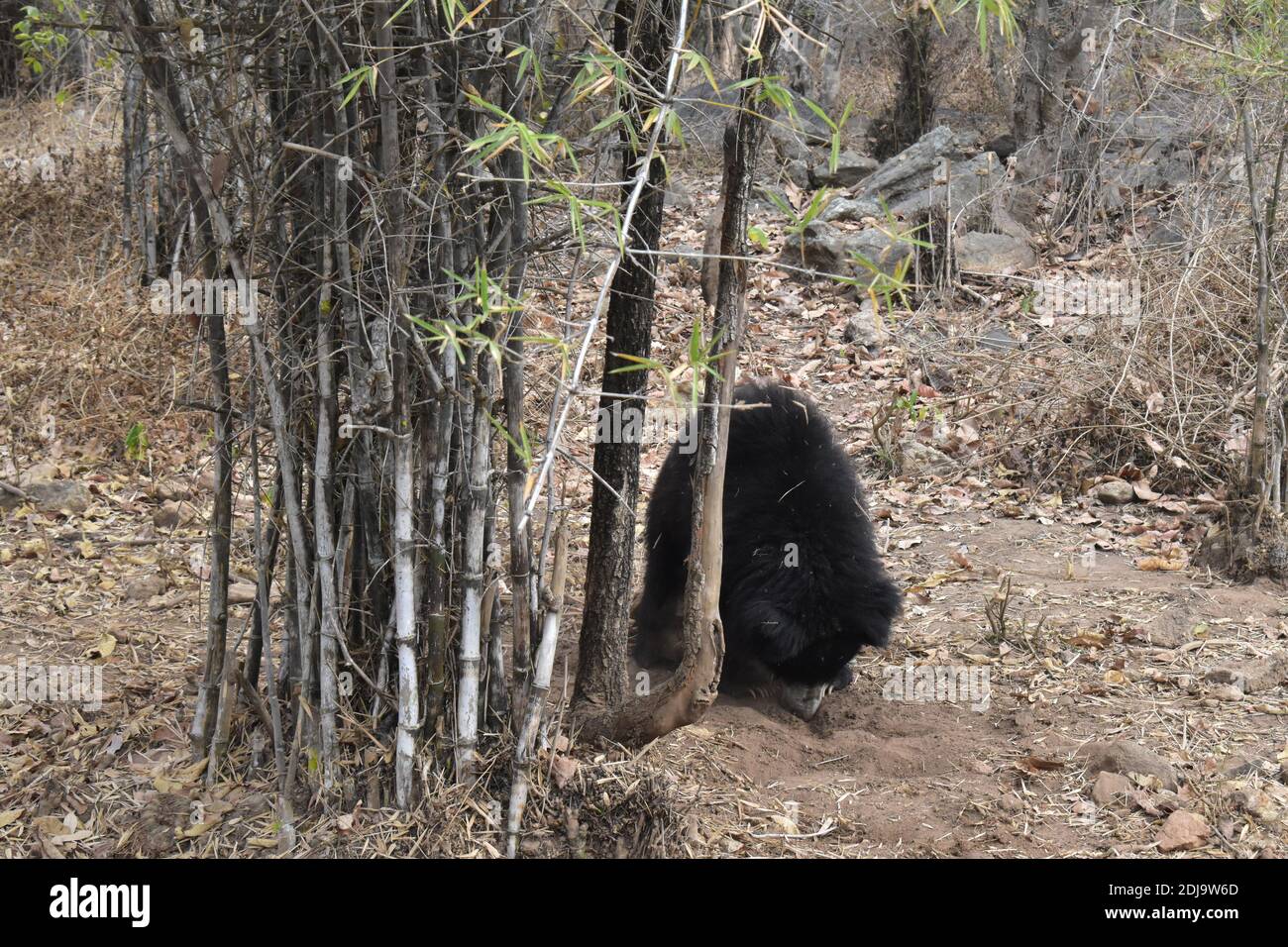 Orso nero che si nasconde dietro un albero di bambù in un nazionale parcheggio Foto Stock