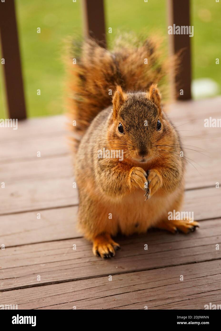 Uno scoiattolo è venuto a prendere le noci al mio balcone Foto Stock