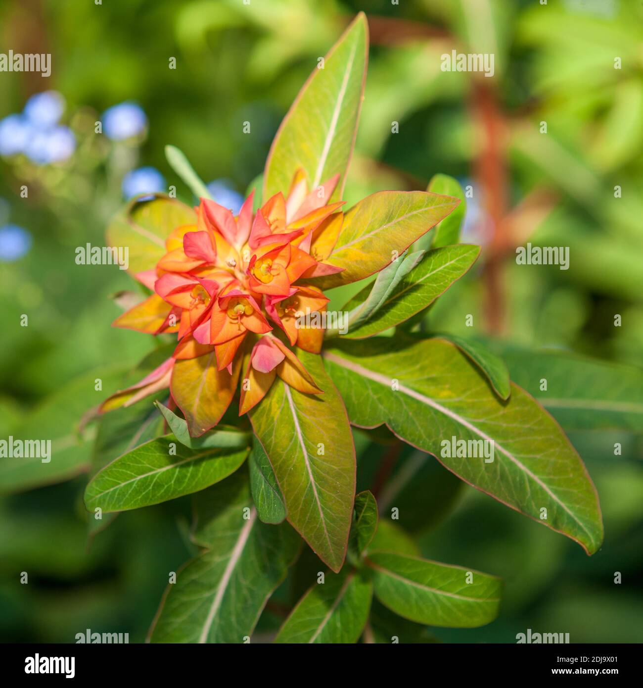 "Fireglow' di Griffith, euforbia Eldtörel (Euphorbia griffithii) Foto Stock