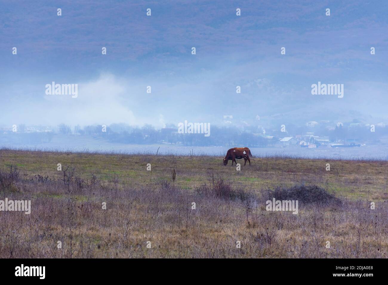 Una mucca bruna pazza in un prato d'inverno sullo sfondo delle montagne. Paesaggio invernale villaggio con montagne e nebbia. L'allevamento di mucche. A p Foto Stock