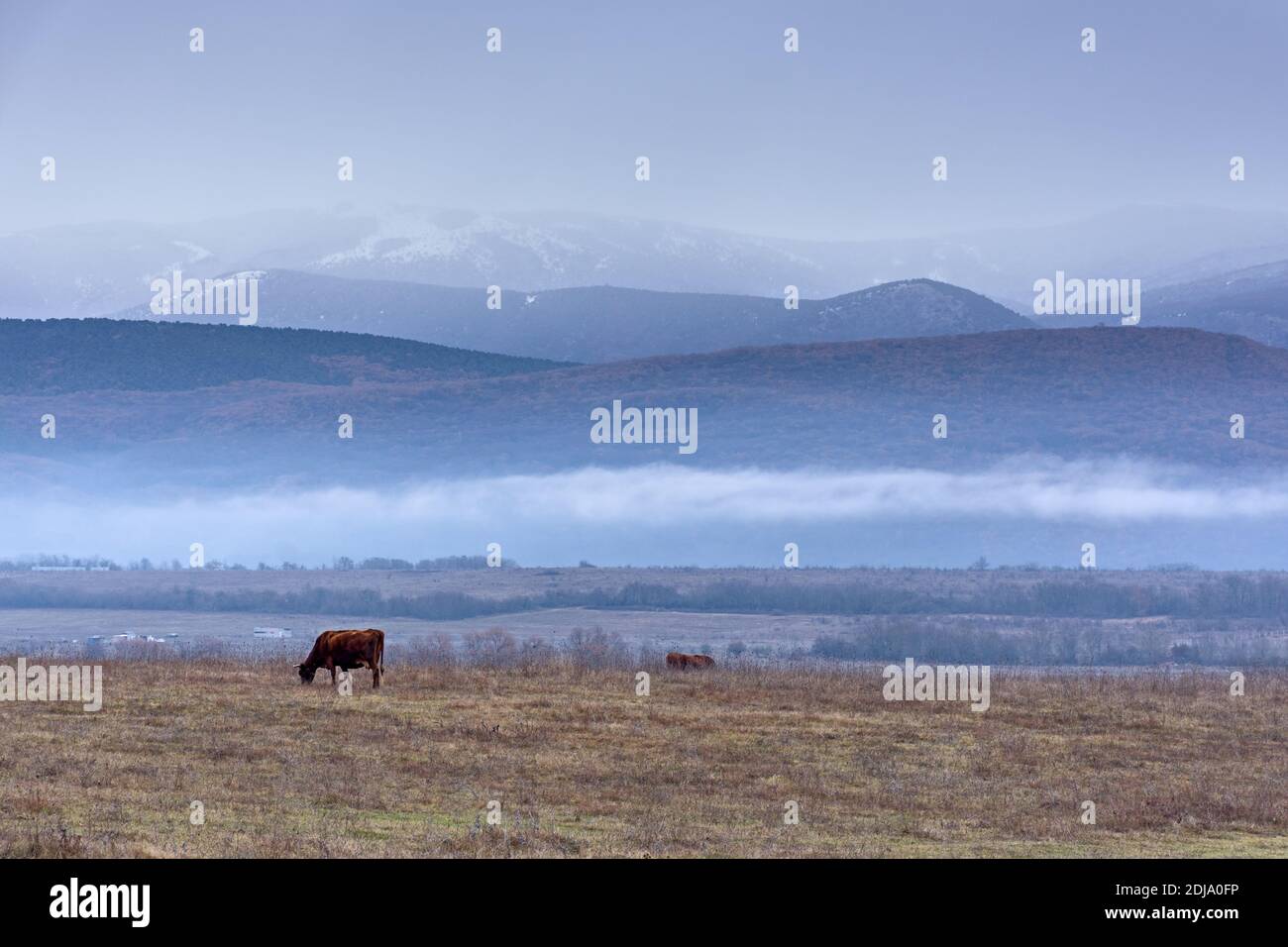 Una mucca bruna pazza in un prato d'inverno sullo sfondo delle montagne. Paesaggio invernale villaggio con montagne e nebbia. L'allevamento di mucche. A p Foto Stock