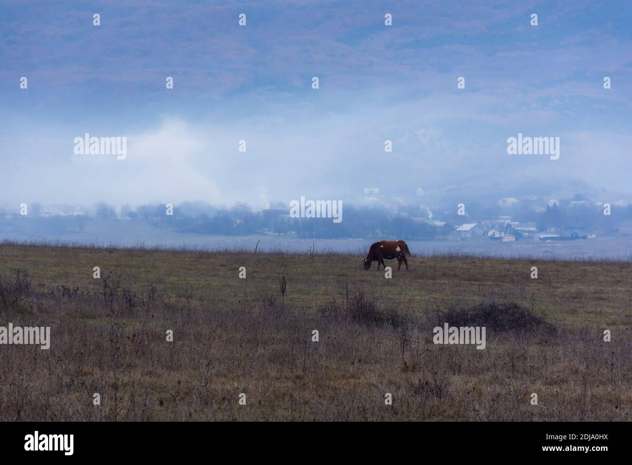 Una mucca bruna pazza in un prato d'inverno sullo sfondo delle montagne. Paesaggio invernale villaggio con montagne e nebbia. L'allevamento di mucche. A p Foto Stock