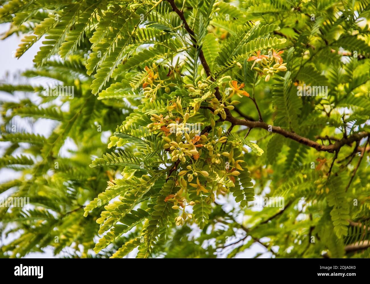 Tamarindi sull'albero a Solmari, Khulna, Bangladesh. Foto Stock