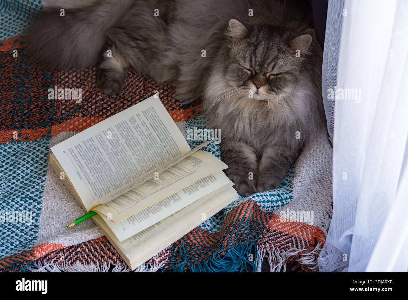 Soffice gatto scozzese giace con un libro su una coperta sul pavimento. Aprire la vista dall'alto del libro. Il concetto di comfort domestico e di lettura. A casa, un bel grigio Foto Stock