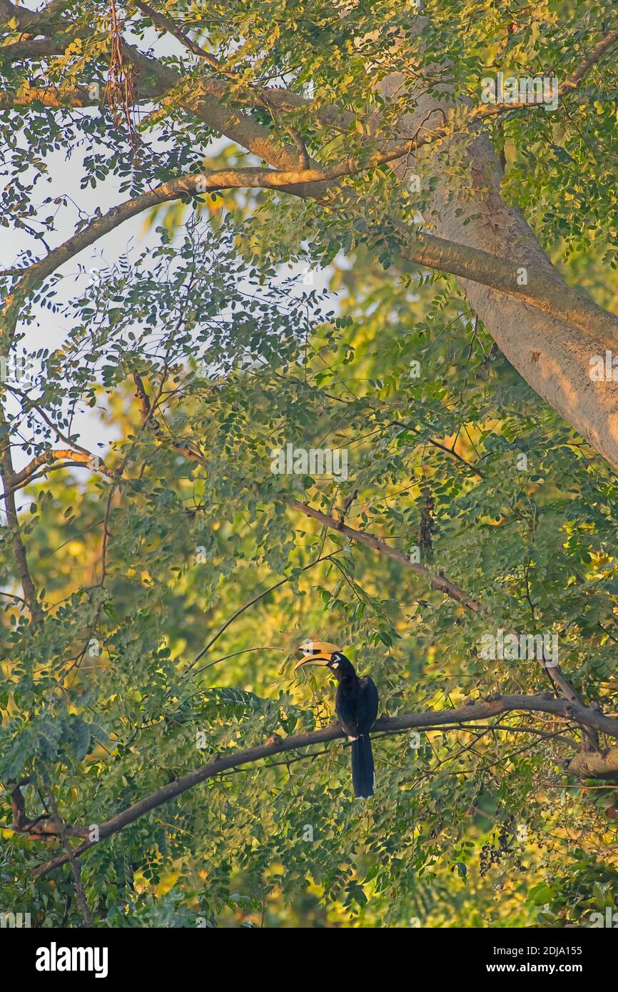 Fiordo orientale pied arroccato sull'albero Foto Stock