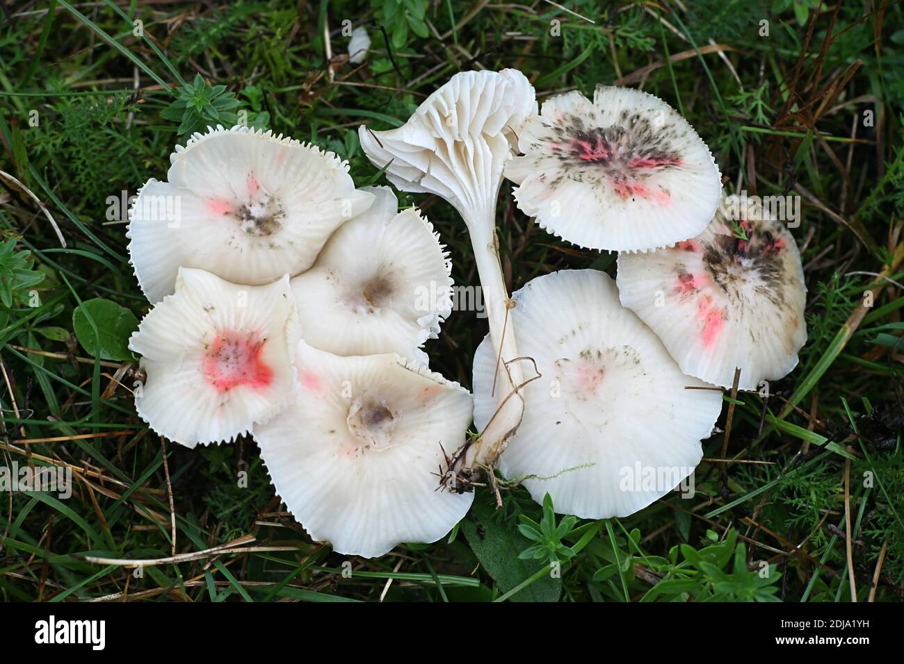 Cuphophyllus virgineus F. roseipes, conosciuto come il cappuccio di cera nevoso, fungo selvatico dalla Finlandia Foto Stock